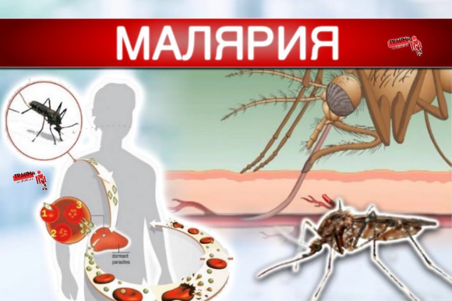 LKk8lP61Cg90ExbicczOYcuj9aYyilp1.jpg
